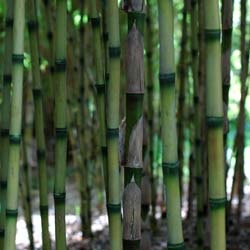 Bambú Chusquea couleou